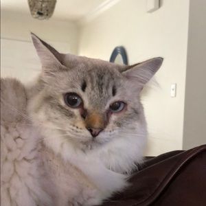 Meet your Posher, Lori